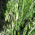 Cerastium cerastoides Habit