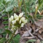 Astragalus hamosus Çiçek