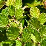 Phyllodium pulchellum Leaf