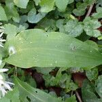 Allium ursinum Liść