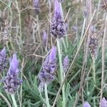 Lavandula dentata Кветка