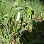 Uvularia sessilifolia 花