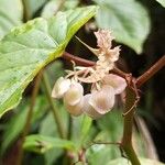 Begonia formosana Λουλούδι