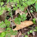 Chaerophyllum tainturieri Leaf