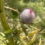 Cirsium eriophorum Fleur