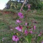 Pavonia urens Hábito