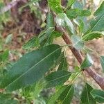 Prunus amygdalus Other