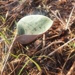 Ledebouria revoluta Лист