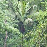 Oenocarpus bataua Plante entière