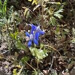 Delphinium nuttallianum Flor