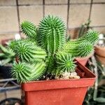 Euphorbia susannae Feuille
