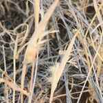 Tetrapogon cenchriformis Fruit