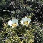 Calochortus leichtlinii Virág