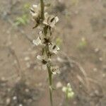 Linaria micrantha Fleur