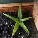 Aloe ciliaris Folha