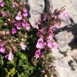 Teucrium chamaedrysFlower