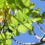 Weinmannia tinctoria Leaf