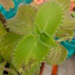 Coleus barbatus Leaf