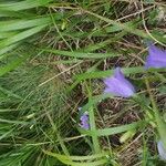 Campanula rotundifoliaFlors