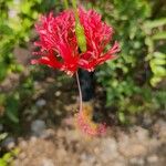 Hibiscus schizopetalus花