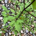 Bidens frondosa Leaf