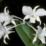 Dendrobium dearei Flower