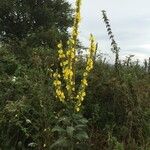 Verbascum thapsusOther