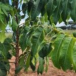 Zanthoxylum gilletii Лист