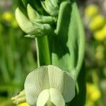 Lathyrus ochrus 花