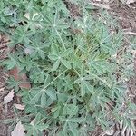 Lupinus texensis List