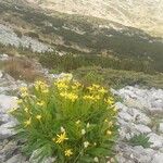 Senecio glaberrimus Flor