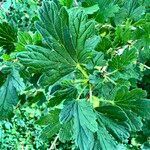 Ribes hirtellum Hoja