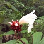 Hellenia speciosa Flor