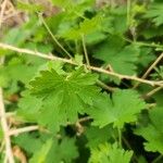 Geranium mascatense برگ