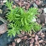 Sedum mexicanumList