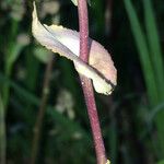 Lepidium perfoliatum Levél