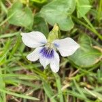 Viola palustris Fiore