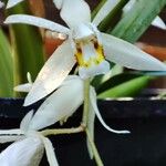 Coelogyne flaccida Květ