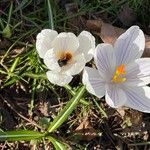 Crocus vernusKvět