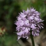 Neotinea tridentata Flower