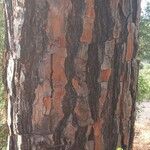 Pinus pinea Kôra