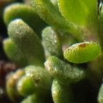 Baccharis alpina Leaf