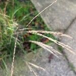 Miscanthus sinensis花