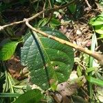 Banisteriopsis caapi Leaf
