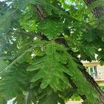 Quercus frainetto Leaf