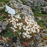 Saxifraga marginata Агульны выгляд