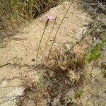 Petrorhagia nanteuilii Flower