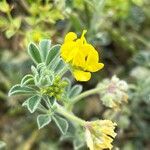 Medicago marina Virág