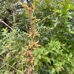 Indigofera suffruticosa ഫലം