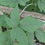 Rubus occidentalisFolio